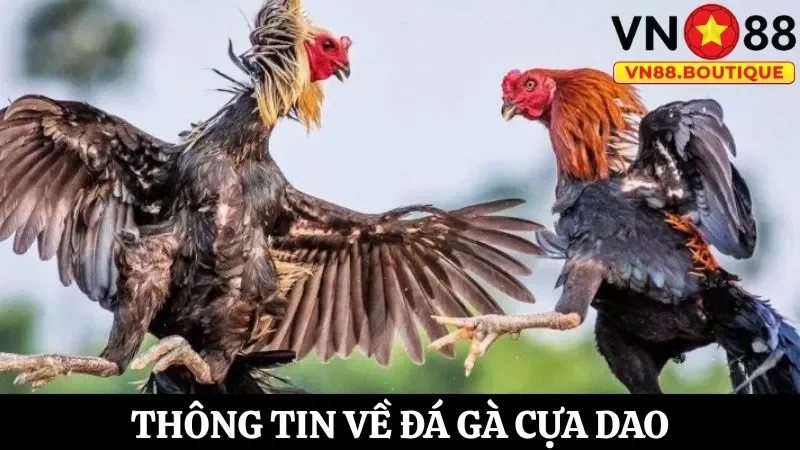 Đá gà cựa dao là hình thức cá cược kịch tính trong từng giây