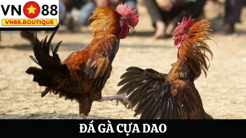 Khám phá hình thức đá gà cựa dao hấp dẫn tại nhà cái VN88