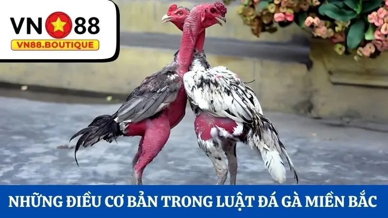 Những điều cơ bản trong luật đá gà miền Bắc 