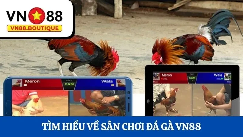 Tìm hiểu về sân chơi đá gà VN88 chất lượng và uy tín